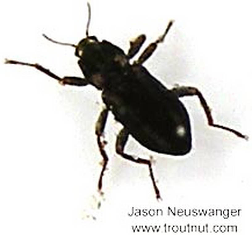 Coleoptera (Beetles) Beetle Adult from unknown in Wisconsin