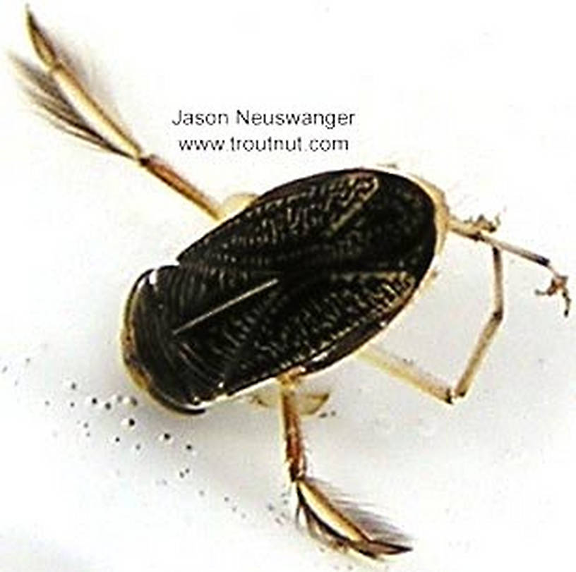 Corixidae (Water Boatmen) Water Boatman Adult from unknown in Wisconsin