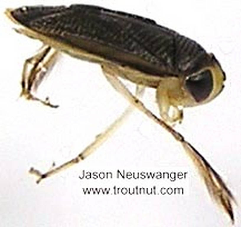 Corixidae (Water Boatmen) Water Boatman Adult from unknown in Wisconsin