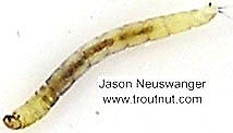 Chironomidae (Midges) True Fly Larva