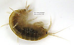 Amphipoda (Scuds) Arthropod Adult