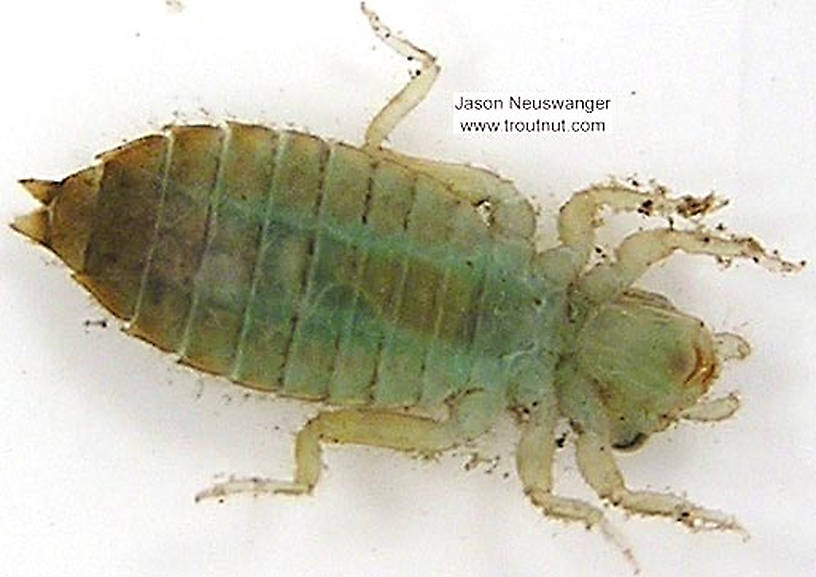 Gomphidae Dragonfly Nymph from unknown in Wisconsin