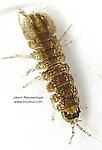 Caecidotea (Cress Bugs) Sowbug Adult