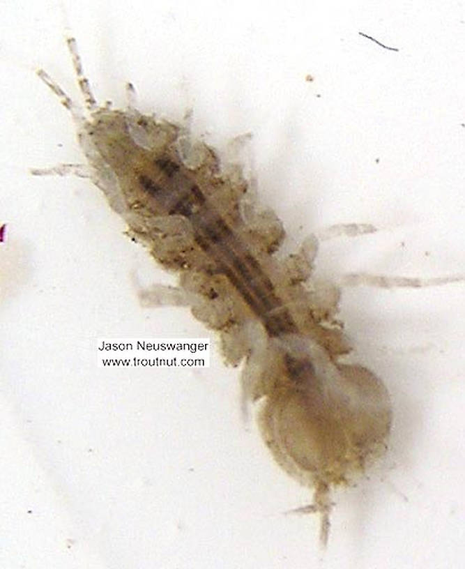 Caecidotea (Cress Bugs) Sowbug Adult from unknown in Wisconsin