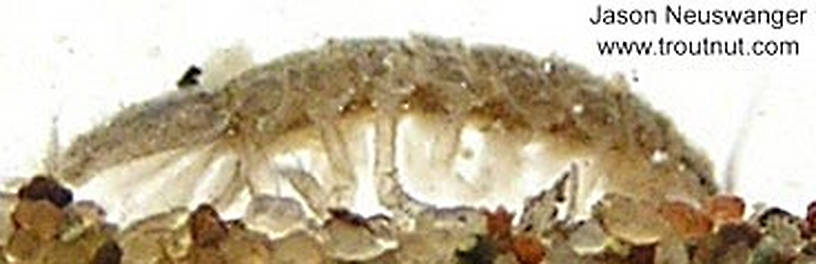 Caecidotea (Cress Bugs) Sowbug Adult from unknown in Wisconsin