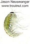 Amphipoda (Scuds) Arthropod Adult