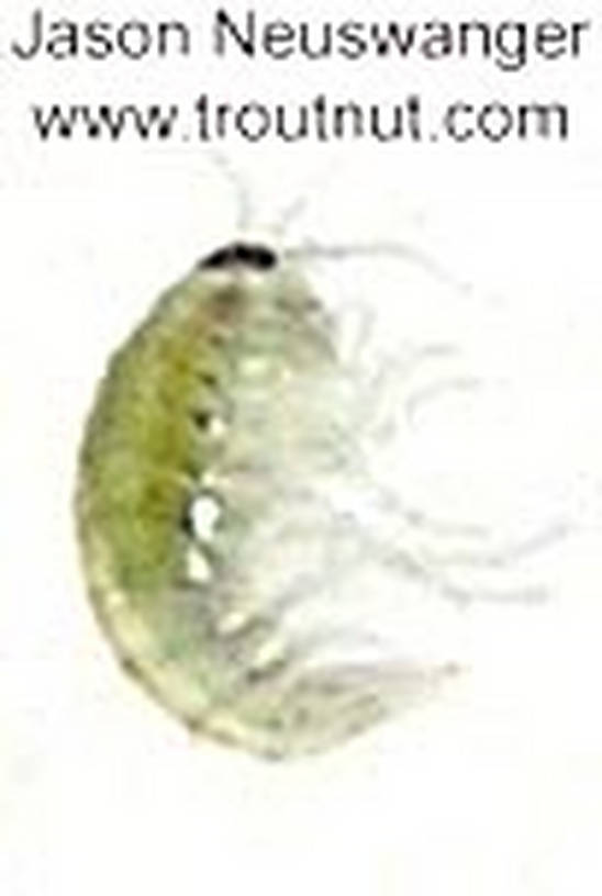 Amphipoda (Scuds) Scud Adult from unknown in Wisconsin