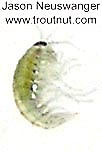 Amphipoda (Scuds) Arthropod Adult