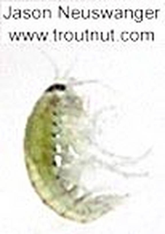 Amphipoda (Scuds) Scud Adult from unknown in Wisconsin