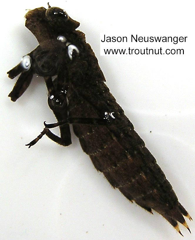 Aeshnidae Dragonfly Nymph from unknown in Wisconsin