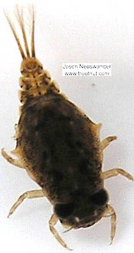 Baetisca laurentina (Armored Mayfly) Mayfly Nymph from unknown in Wisconsin