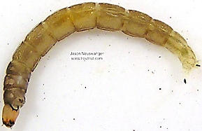 Chironomidae (Midges) True Fly Larva