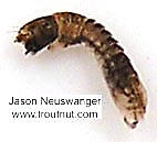 Simuliidae (Black Flies) True Fly Larva