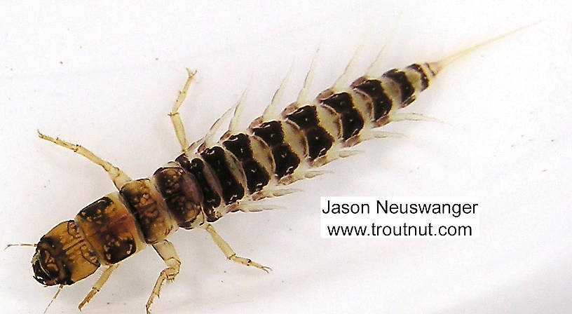 Sialis Alderfly Larva from unknown in Wisconsin