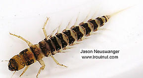 Sialis  Alderfly Larva