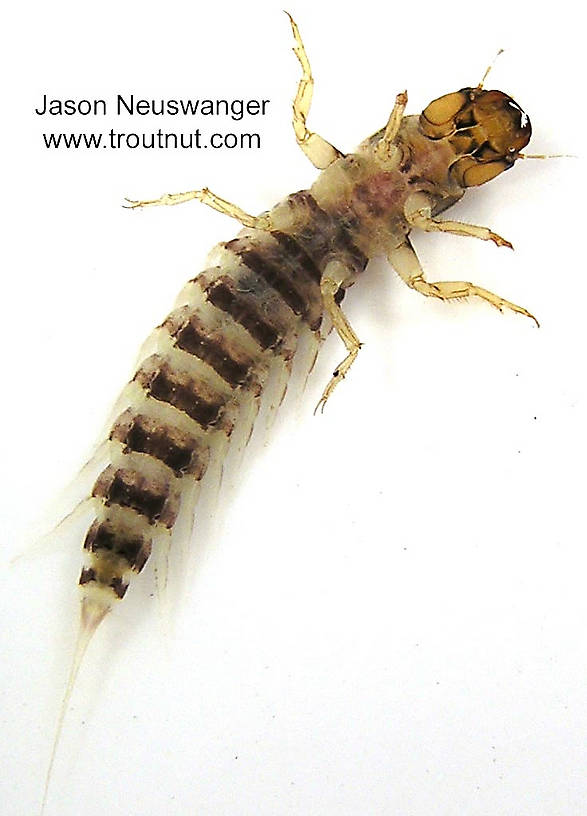 Sialis Alderfly Larva from unknown in Wisconsin