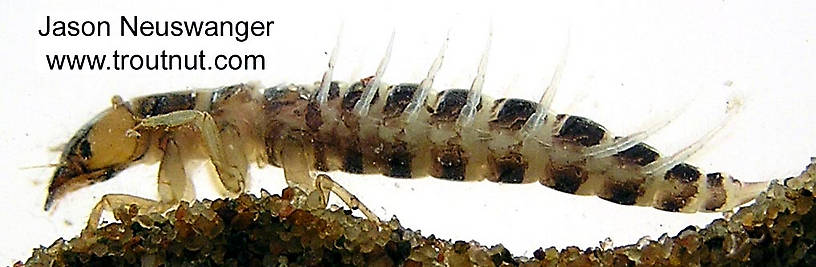 Sialis Alderfly Larva from unknown in Wisconsin