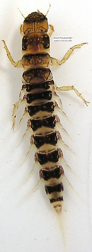 Sialis Alderfly Larva from unknown in Wisconsin