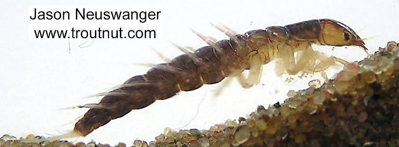 Sialis Alderfly Larva from unknown in Wisconsin