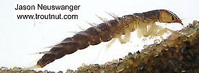 Sialis  Alderfly Larva