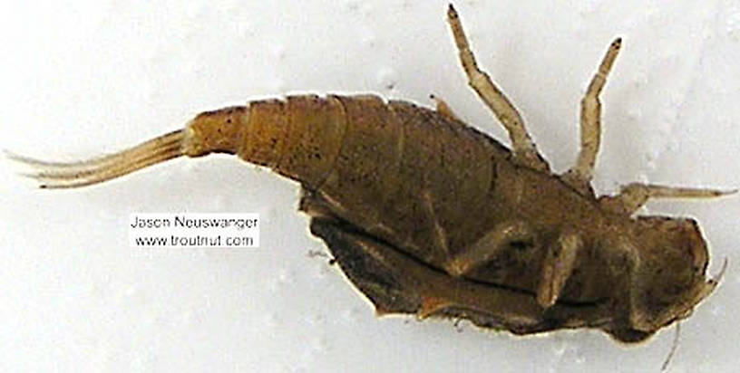 Baetisca laurentina (Armored Mayfly) Mayfly Nymph from unknown in Wisconsin