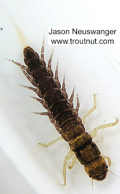 Sialis Alderfly Larva from unknown in Wisconsin