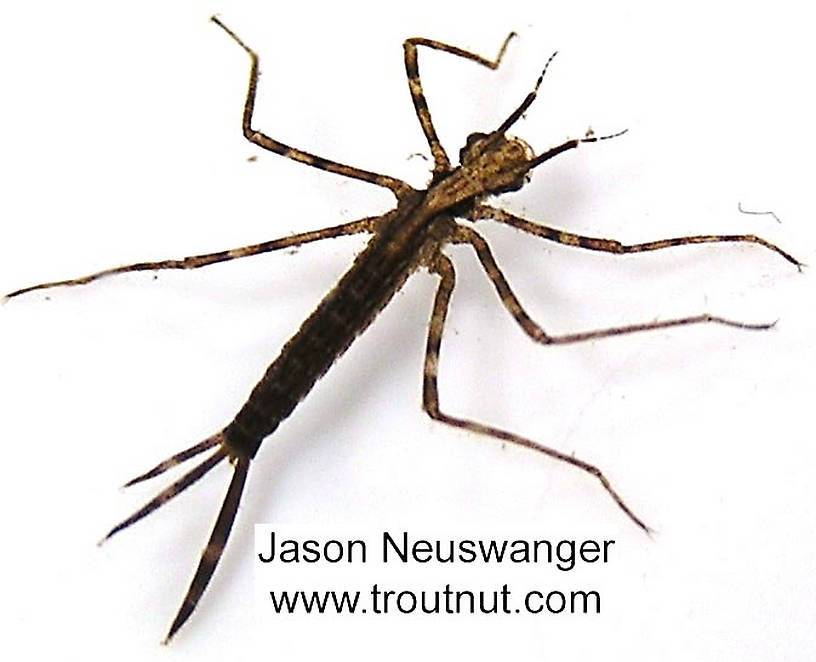 Calopteryx Damselfly Nymph from unknown in Wisconsin