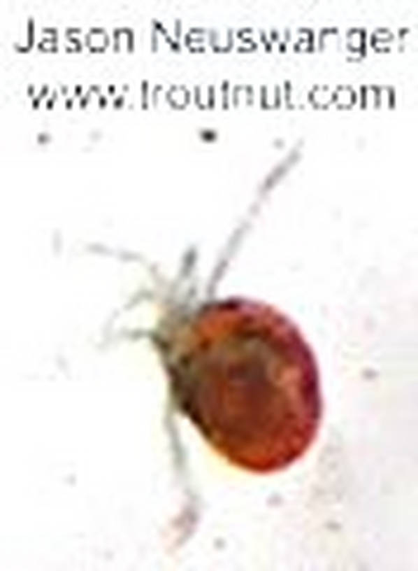 Acari (Mites) Mite Adult from unknown in Wisconsin