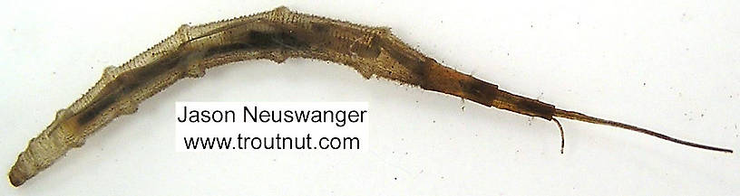 Ptychopteridae (Phantom Crane Flies) Phantom Crane Fly Larva from unknown in Wisconsin