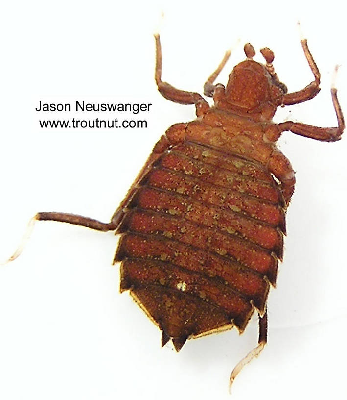 Hagenius brevistylus Dragonfly Nymph from unknown in Wisconsin