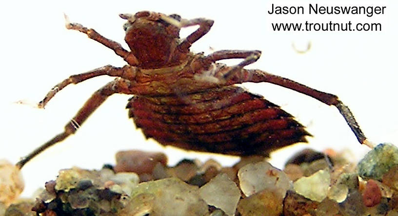 Hagenius brevistylus Dragonfly Nymph from unknown in Wisconsin