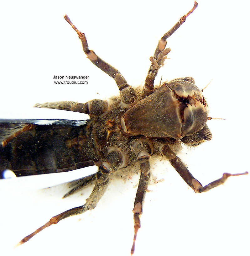 Cordulegaster Dragonfly Nymph from unknown in Wisconsin