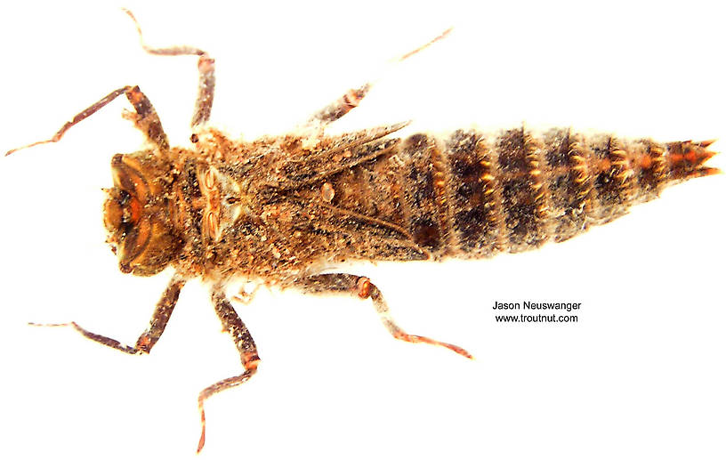 Cordulegaster Dragonfly Nymph from unknown in Wisconsin