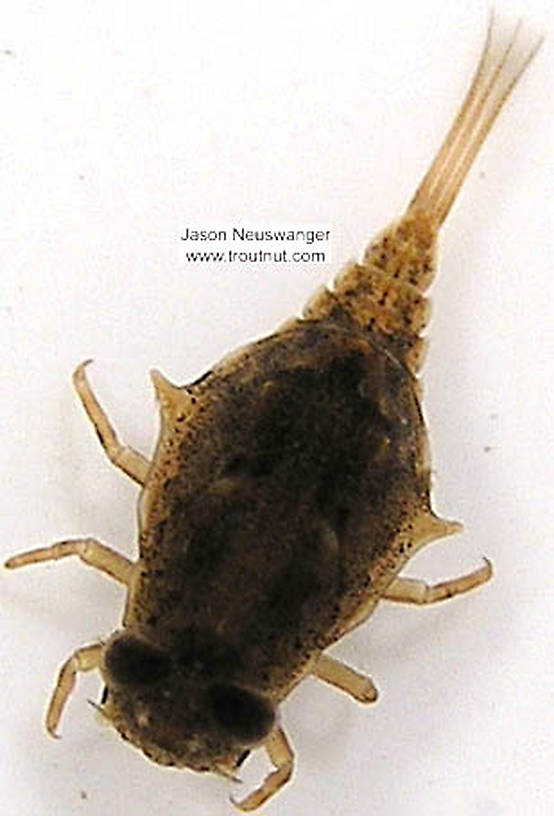 Baetisca laurentina (Armored Mayfly) Mayfly Nymph from unknown in Wisconsin