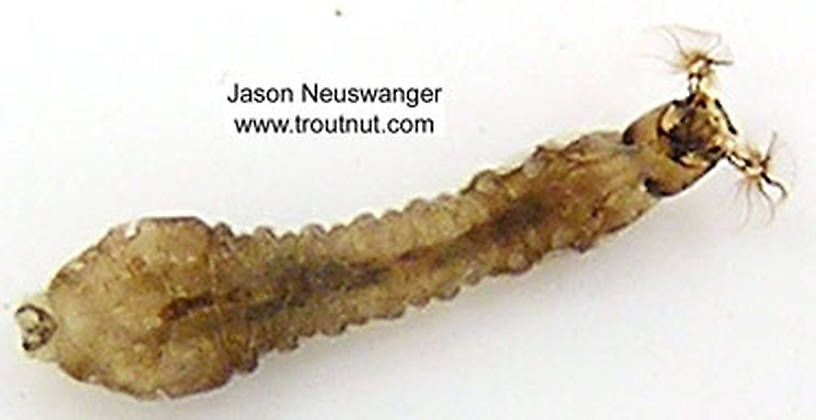 Simuliidae (Black Flies) Black Fly Larva from unknown in Wisconsin