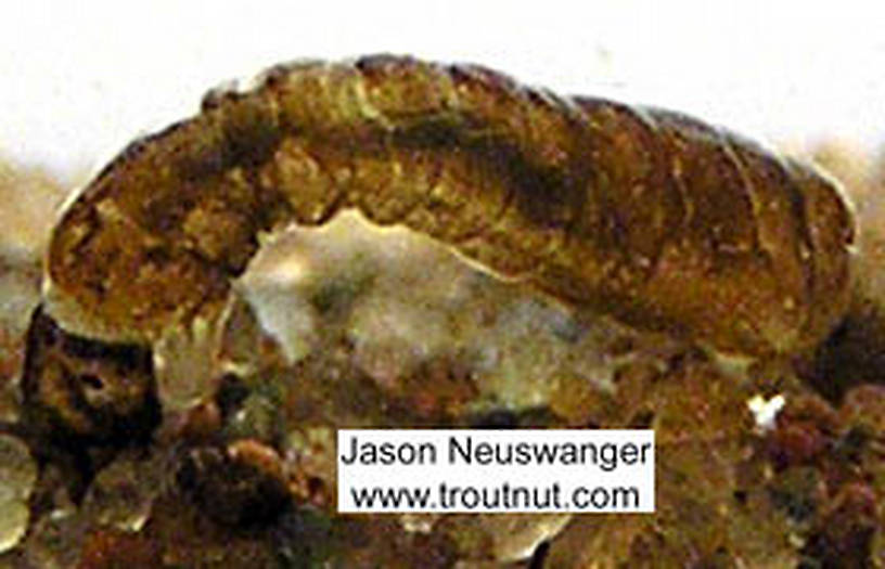 Simuliidae (Black Flies) Black Fly Larva from unknown in Wisconsin