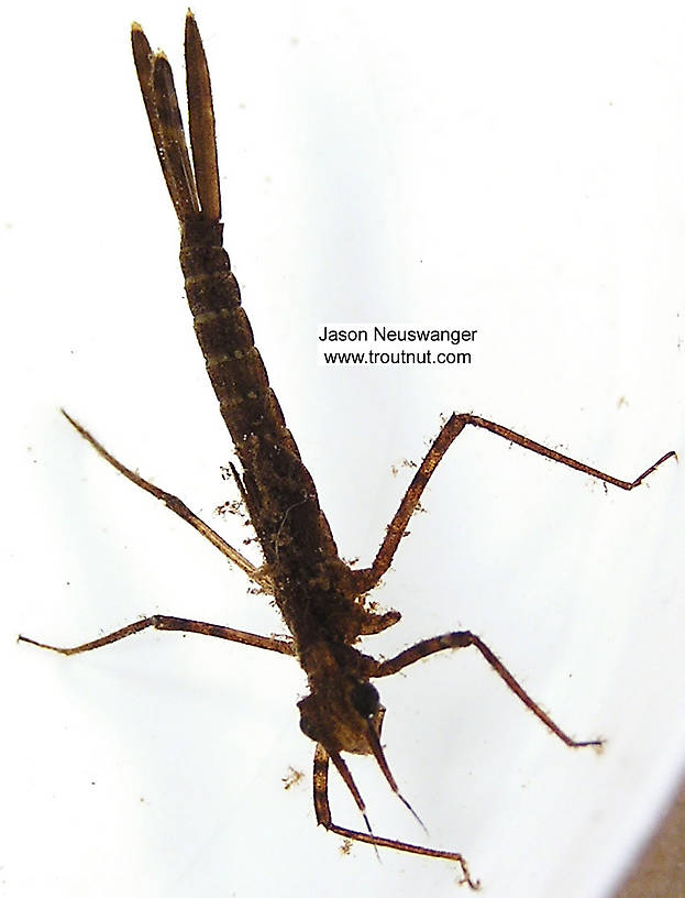 Calopteryx Damselfly Nymph from unknown in Wisconsin