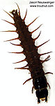 Corydalidae (Hellgrammites) Insect Larva