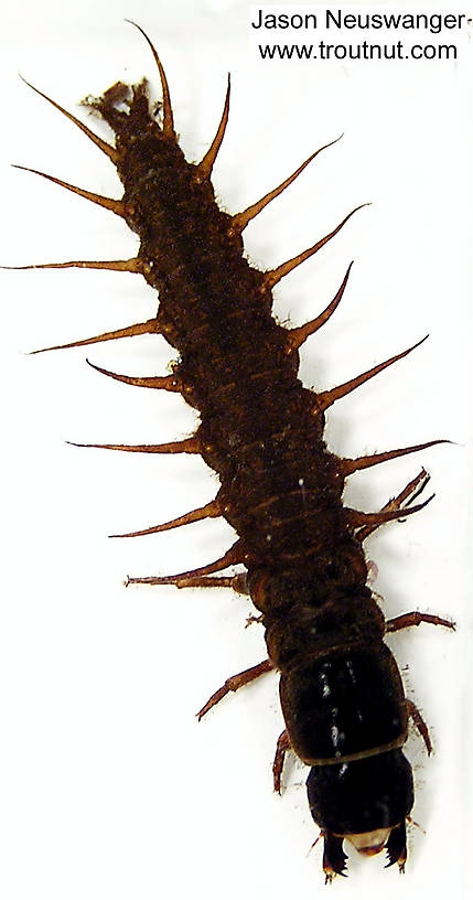 Corydalidae (Hellgrammites) Hellgrammite Larva from unknown in Wisconsin