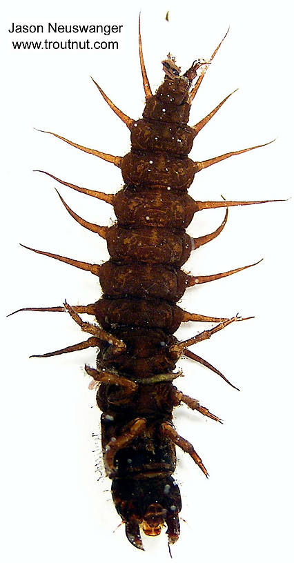 Corydalidae (Hellgrammites) Hellgrammite Larva from unknown in Wisconsin