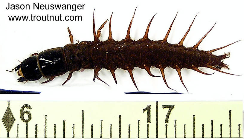 Corydalidae (Hellgrammites) Hellgrammite Larva from unknown in Wisconsin