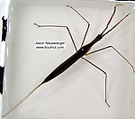 Ranatra  Water Scorpion Adult