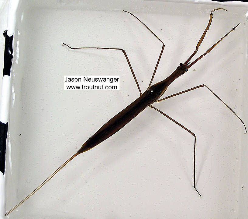 Ranatra Water Scorpion Adult from unknown in Wisconsin