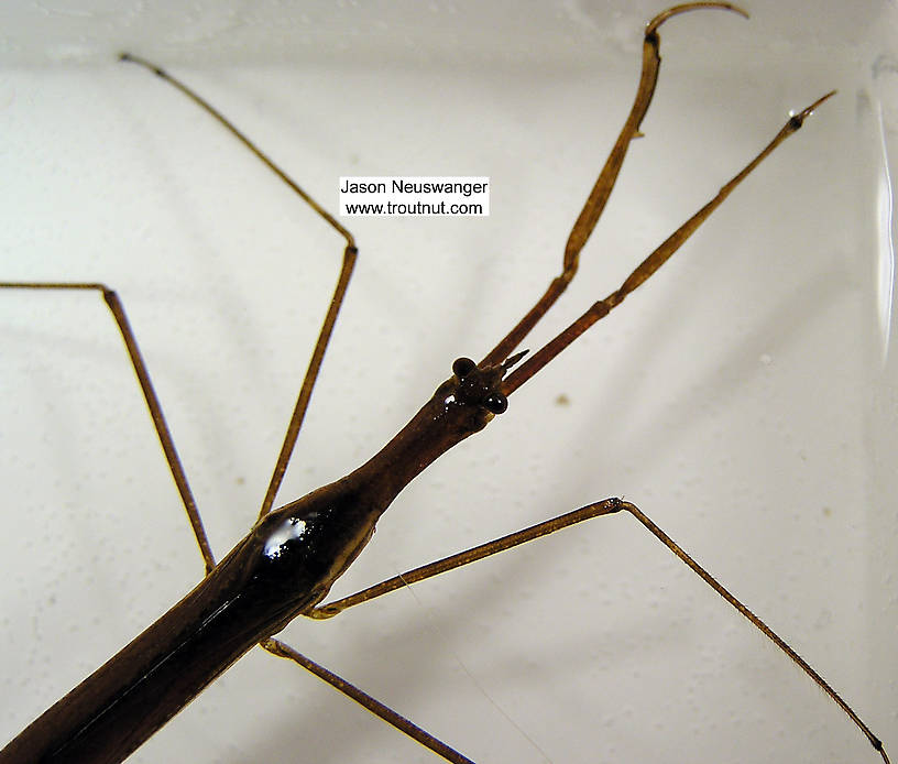 I'd hate to be a trout fry swimming too close to those claws.  Ranatra Water Scorpion Adult from unknown in Wisconsin