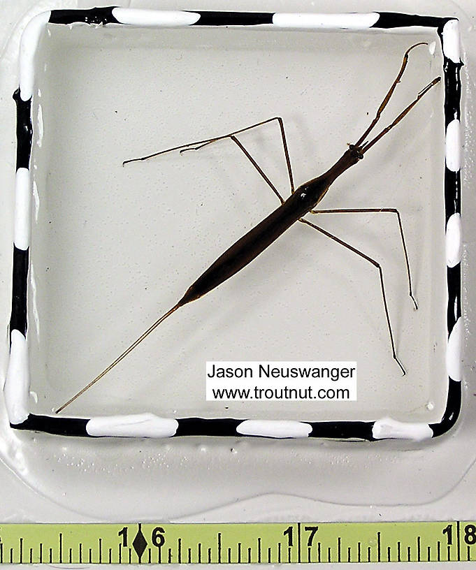 Ranatra Water Scorpion Adult from unknown in Wisconsin