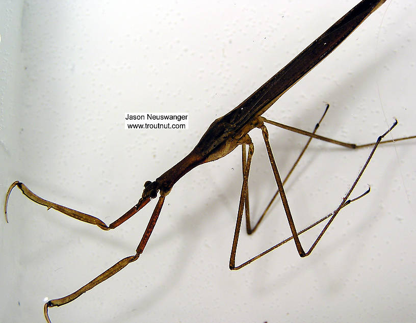 Ranatra Water Scorpion Adult from unknown in Wisconsin