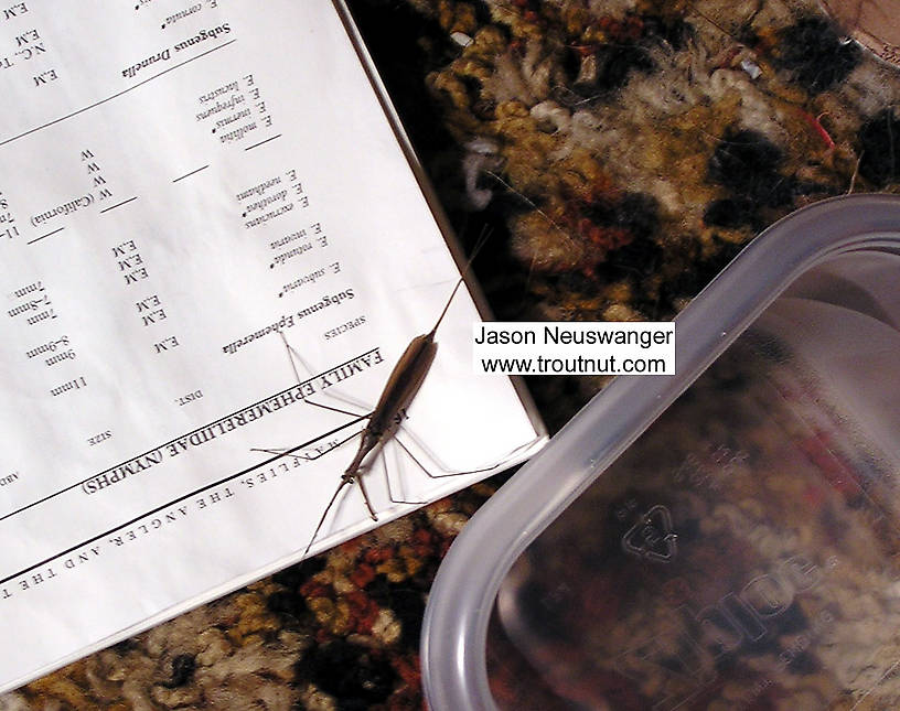 The water scorpion landed here after flying out of my aquarium.  It's unnerving to have such a large thing flying around one's bedroom...  Ranatra Water Scorpion Adult from unknown in Wisconsin