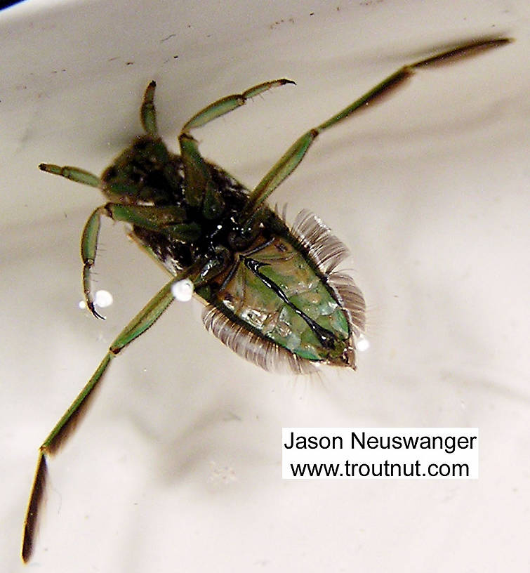 Notonectidae (Backswimmers) Backswimmer Adult from unknown in Wisconsin