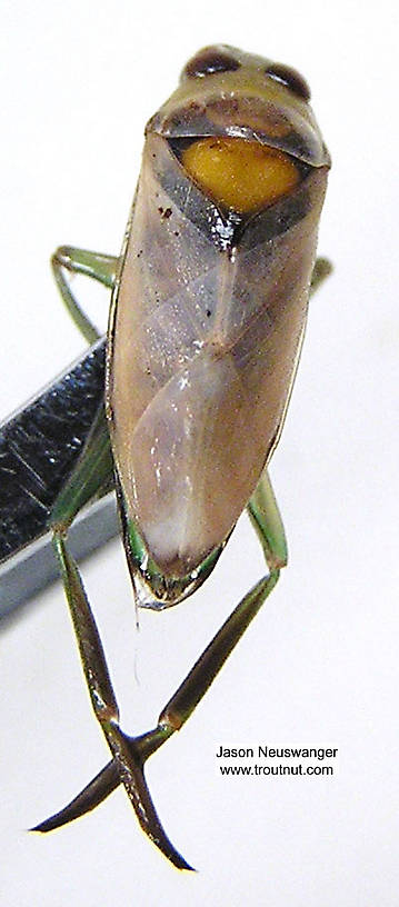 I couldn't get this backswinner to sit still in the water long enough to let me photograph its "top" side, so I had to pull it out of the water.  Notonectidae (Backswimmers) Backswimmer Adult from unknown in Wisconsin