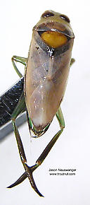 Notonectidae (Backswimmers) True Bug Adult